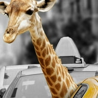 Шедьовър Художествена галерия градска джунгла жираф в такси от Бел Мезон платно Арт Принт 24 36